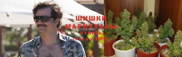 индика Богданович